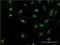 Polyglutamine Binding Protein 1 antibody, H00010084-M15, Novus Biologicals, Immunofluorescence image 