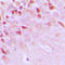 TRAF3 Interacting Protein 1 antibody, LS-C354164, Lifespan Biosciences, Immunohistochemistry paraffin image 