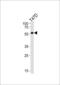 25-hydroxyvitamin D-1 alpha hydroxylase, mitochondrial antibody, abx034211, Abbexa, Flow Cytometry image 