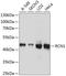 Reticulocalbin-1 antibody, A03584, Boster Biological Technology, Western Blot image 