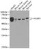 HCLS1 Binding Protein 3 antibody, 23-477, ProSci, Western Blot image 