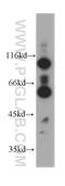 Interferon Regulatory Factor 5 antibody, 60088-1-Ig, Proteintech Group, Western Blot image 