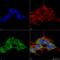 Receptor Accessory Protein 2 antibody, LS-C773461, Lifespan Biosciences, Immunocytochemistry image 