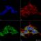 Receptor expression-enhancing protein 2 antibody, LS-C773461, Lifespan Biosciences, Immunocytochemistry image 