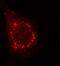 Rotavirus Group Specific Antigen antibody, 20601, QED Bioscience, Immunofluorescence image 