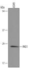 Inhibitor Of Growth Family Member 1 antibody, AF5758, R&D Systems, Western Blot image 