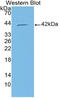 Chromosome 15 Open Reading Frame 48 antibody, LS-C315038, Lifespan Biosciences, Western Blot image 