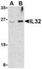 Interleukin 32 antibody, AHP1206, Bio-Rad (formerly AbD Serotec) , Western Blot image 