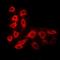 Lanosterol 14-alpha demethylase antibody, orb378024, Biorbyt, Immunofluorescence image 