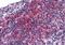 Zinc Finger Protein 687 antibody, orb89912, Biorbyt, Immunohistochemistry paraffin image 