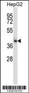 Cytosolic Iron-Sulfur Assembly Component 1 antibody, 57-585, ProSci, Western Blot image 