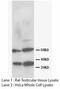 RAD51 Recombinase antibody, LS-C172002, Lifespan Biosciences, Western Blot image 