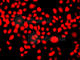 Interferon Related Developmental Regulator 1 antibody, A7439, ABclonal Technology, Immunofluorescence image 