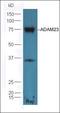 Protein Arginine Methyltransferase 6 antibody, orb100707, Biorbyt, Western Blot image 
