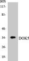 Docking Protein 5 antibody, LS-C291892, Lifespan Biosciences, Western Blot image 