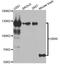 Ubiquitin Like Modifier Activating Enzyme 6 antibody, A7511, ABclonal Technology, Western Blot image 