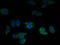 MPI antibody, A51962-100, Epigentek, Immunofluorescence image 