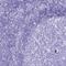 PRP antibody, HPA042754, Atlas Antibodies, Immunohistochemistry frozen image 