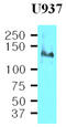 Integrin Subunit Beta 1 antibody, MBS200086, MyBioSource, Western Blot image 