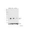 Cyclin Dependent Kinase Inhibitor 2D antibody, 710851, Invitrogen Antibodies, Western Blot image 