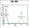 WD Repeat Domain 93 antibody, PA5-48220, Invitrogen Antibodies, Flow Cytometry image 