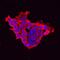 Lin-28 Homolog A antibody, AF3757, R&D Systems, Immunofluorescence image 