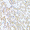 Chromodomain Helicase DNA Binding Protein 1 antibody, A01175, Boster Biological Technology, Immunohistochemistry frozen image 