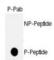 p53 antibody, abx031899, Abbexa, Western Blot image 