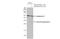 Gasdermin D antibody, GTX636896, GeneTex, Western Blot image 