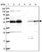 NIMA Related Kinase 3 antibody, PA5-60284, Invitrogen Antibodies, Western Blot image 