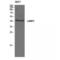 Lysosome-associated membrane glycoprotein 3 antibody, LS-C383089, Lifespan Biosciences, Western Blot image 