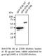 Syntaxin 6 antibody, AB0058-200, SICGEN, Western Blot image 