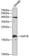 Sin3A Associated Protein 18 antibody, 19-359, ProSci, Western Blot image 