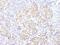 Proteasome Subunit Beta 5 antibody, A303-847A, Bethyl Labs, Immunohistochemistry frozen image 