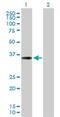 PTG antibody, H00005507-B02P, Novus Biologicals, Western Blot image 