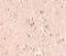 Mediator Complex Subunit 28 antibody, 4731, ProSci, Immunohistochemistry paraffin image 