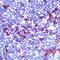 Hemoglobin Subunit Alpha 2 antibody, PA1-37326, Invitrogen Antibodies, Immunohistochemistry frozen image 