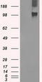 Mad3l antibody, TA500533, Origene, Western Blot image 