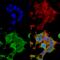 Acid Sensing Ion Channel Subunit 1 antibody, SMC-427D-ALP, StressMarq, Immunofluorescence image 