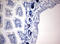 Iododeoxyuridine antibody, LS-C340673, Lifespan Biosciences, Immunohistochemistry frozen image 