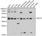 MTOR Associated Protein, LST8 Homolog antibody, MBS128030, MyBioSource, Western Blot image 
