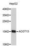 Acyl-CoA Thioesterase 13 antibody, LS-C408796, Lifespan Biosciences, Western Blot image 