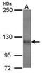 Exportin 1 antibody, PA5-29941, Invitrogen Antibodies, Western Blot image 