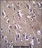 Paraoxonase 2 antibody, PA5-71769, Invitrogen Antibodies, Immunohistochemistry paraffin image 