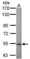 Tripartite Motif Containing 11 antibody, PA5-31509, Invitrogen Antibodies, Western Blot image 