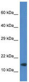 Ring Finger Protein 122 antibody, TA330470, Origene, Western Blot image 