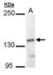 Nuclear Receptor Subfamily 2 Group F Member 1 antibody, orb73765, Biorbyt, Western Blot image 