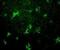 CD209 Molecule antibody, DDX0205P-100, Novus Biologicals, Immunohistochemistry paraffin image 