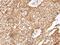 Ribosomal Oxygenase 1 antibody, PA5-67597, Invitrogen Antibodies, Immunohistochemistry frozen image 
