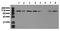 Catenin Alpha 1 antibody, AM00014PU-N, Origene, Western Blot image 